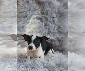 Chihuahua Puppy for Sale in INDIANAPOLIS, Indiana USA