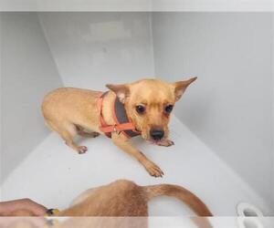 Chihuahua-Unknown Mix Dogs for adoption in Houston, TX, USA