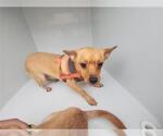 Small Chihuahua Mix
