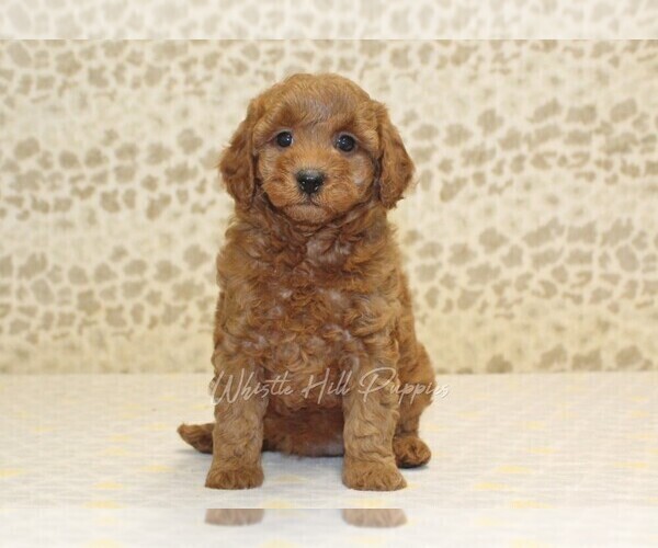 Medium Photo #3 Cavapoo Puppy For Sale in DENVER, PA, USA