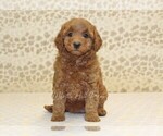 Small #2 Cavapoo