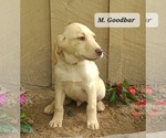 Small #3 Labrador Retriever