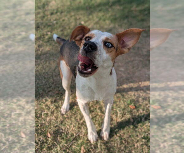 Medium Photo #1 Labbe Puppy For Sale in Texas City, TX, USA