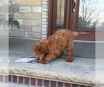 Small #5 Goldendoodle