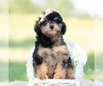 Puppy kiki Goldendoodle (Miniature)
