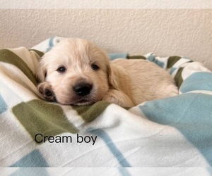 Golden Retriever Puppy for sale in AURORA, CO, USA