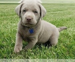 Small Photo #2 Labrador Retriever Puppy For Sale in DIETERICH, IL, USA