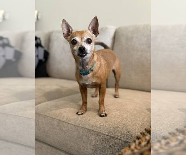 Medium Photo #5 Chihuahua Puppy For Sale in Greenville, SC, USA