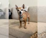 Small #4 Chihuahua