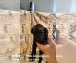 Puppy 5 Labradoodle-Poodle (Standard) Mix
