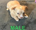 Small Photo #1 Chorkie Puppy For Sale in MERCER, IL, USA