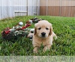 Small Photo #15 Golden Retriever Puppy For Sale in RICHMOND, TX, USA