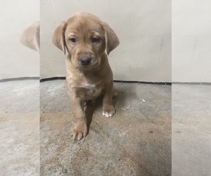 Labrador Retriever Puppy for sale in DIXON, CA, USA