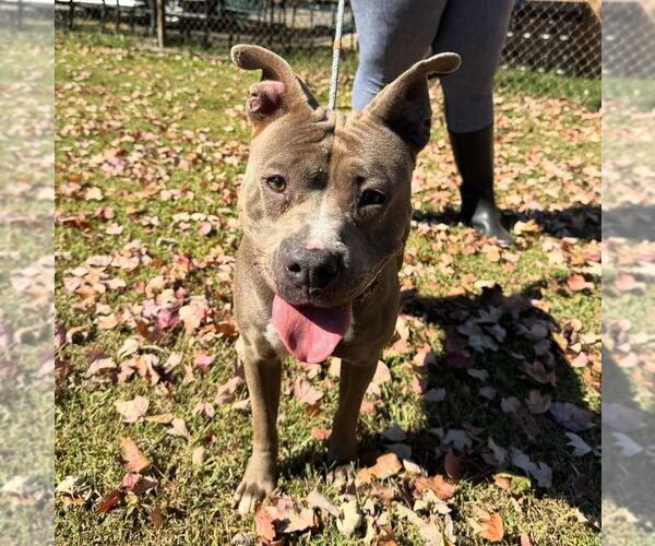 Medium Photo #1 American Staffordshire Terrier-Unknown Mix Puppy For Sale in Perth Amboy, NJ, USA