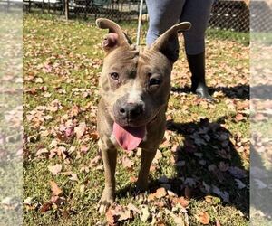 American Staffordshire Terrier-Unknown Mix Dogs for adoption in Perth Amboy, NJ, USA