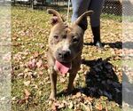 Small American Staffordshire Terrier Mix