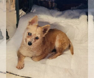 King - Male Chihuahua Dog for Adoption - Photo #4