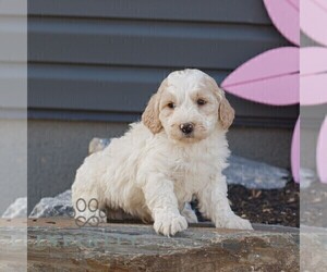 Goldendoodle (Miniature) Puppy for sale in MANHEIM, PA, USA