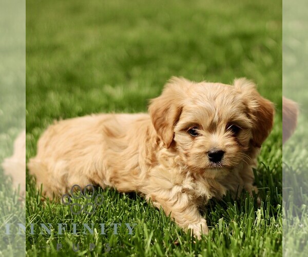 Medium Photo #3 Cavapoo (Miniature) Puppy For Sale in RONKS, PA, USA