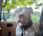 Small #8 American Pit Bull Terrier