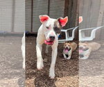 Small #1 Mutt