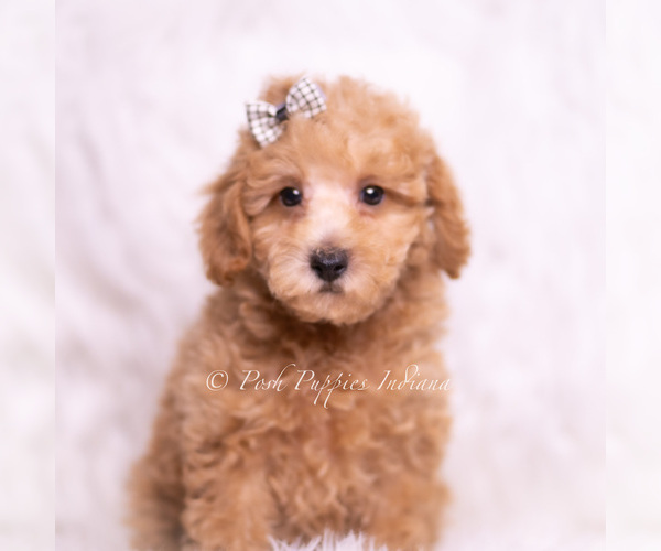 Medium Photo #7 Maltipoo (Toy) Puppy For Sale in WARSAW, IN, USA