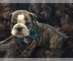 Small Photo #20 English Bulldog Puppy For Sale in STUART, FL, USA