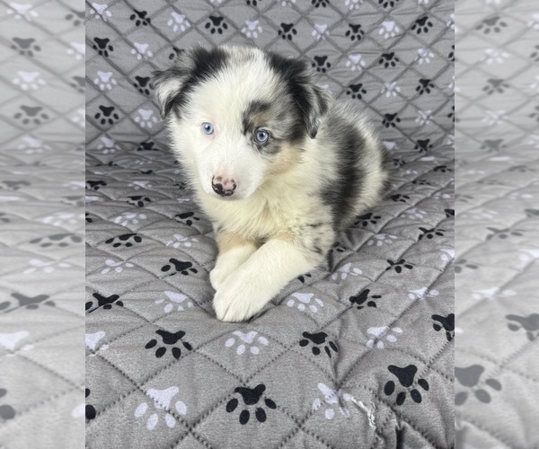 Medium Photo #37 Australian Shepherd Puppy For Sale in SALISBURY, NC, USA