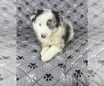Small Photo #37 Australian Shepherd Puppy For Sale in SALISBURY, NC, USA