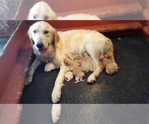 Mother of the Golden Retriever puppies born on 06/20/2021