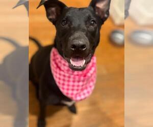 HENNA - Female Labrador Retriever-Unknown Mix Dog for Adoption - Photo #2