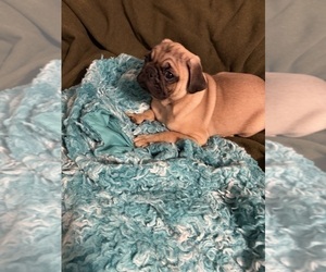 Pug Puppy for sale in FREDERICKSBURG, VA, USA