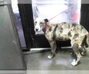 American Pit Bull Terrier-Catahoula Leopard Dog Mix Dogs for adoption in Tulsa, OK, USA