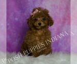 Small #1 Poodle (Miniature)