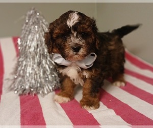 Maltipoo (Toy) Puppy for Sale in BURLINGTON, Massachusetts USA