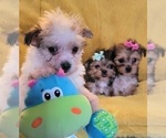 Small Photo #10 Morkie Puppy For Sale in OTTAWA, OH, USA