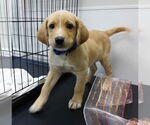 Small #1 Beagle-Vizsla Mix