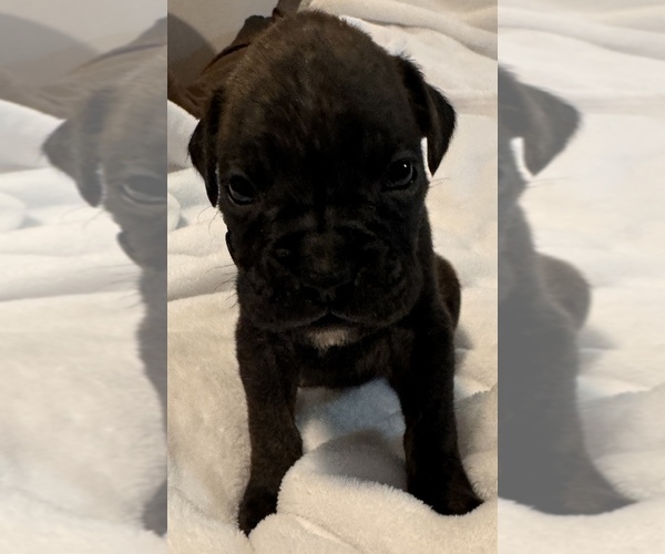 Medium Photo #8 Boxer Puppy For Sale in LANSING, MI, USA