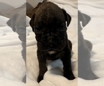 Small #7 Boxer