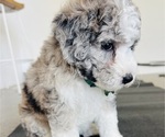 Small Photo #103 Sheepadoodle Puppy For Sale in HUNTINGTON BEACH, CA, USA