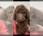 Puppy 3 Labradoodle-Unknown Mix