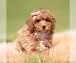 Puppy Fifi AKC Poodle (Miniature)