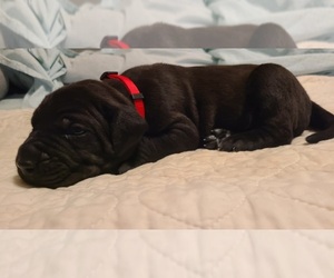 Presa Canario Puppy for sale in NAVARRE, FL, USA