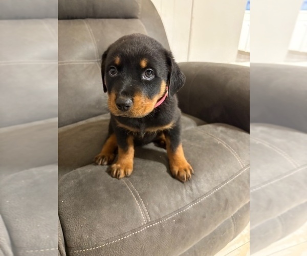 Medium Photo #12 Rottweiler Puppy For Sale in BEAUMONT, TX, USA