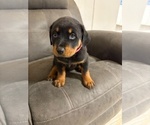 Small #11 Rottweiler