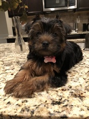 Yorkshire Terrier Puppy for sale in LOGANVILLE, GA, USA