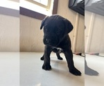 Puppy 7 Bullmastiff-Mastador Mix