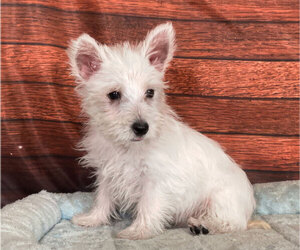 West Highland White Terrier Puppy for sale in PENNS CREEK, PA, USA