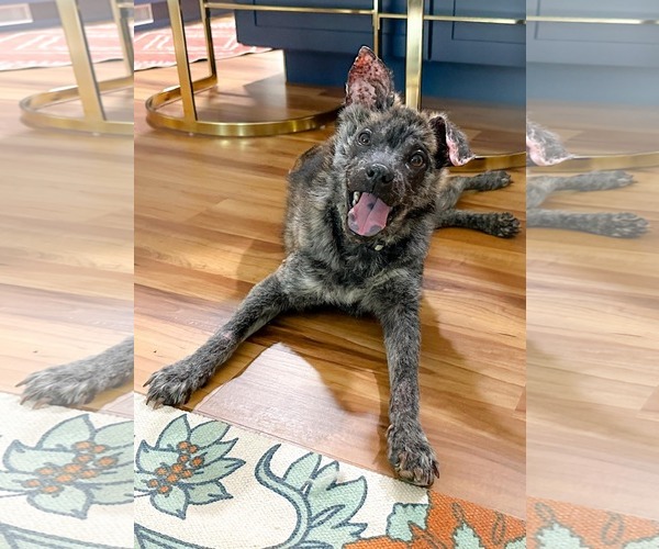 Medium Photo #3 Mutt Puppy For Sale in Holly Springs, NC, USA