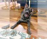 Small #2 Mutt